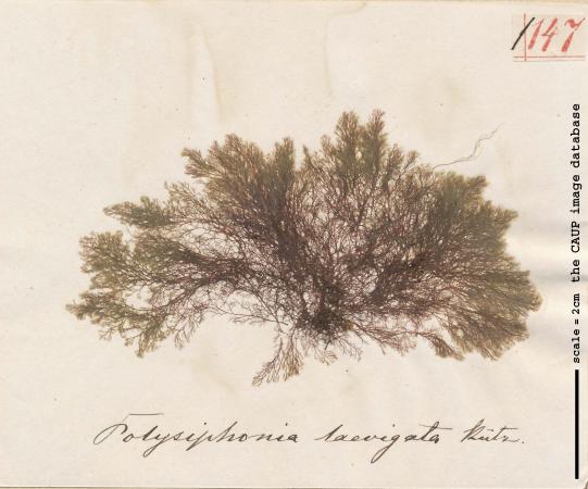 Polysiphonia furcellata_147.jpg